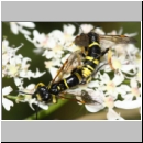 Tenthredo amoena - Blattwespe 12.jpg